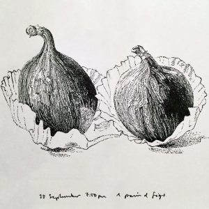 Two figs © John Hewitt
